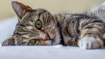 Перметрин - смертельная опасность для кошек